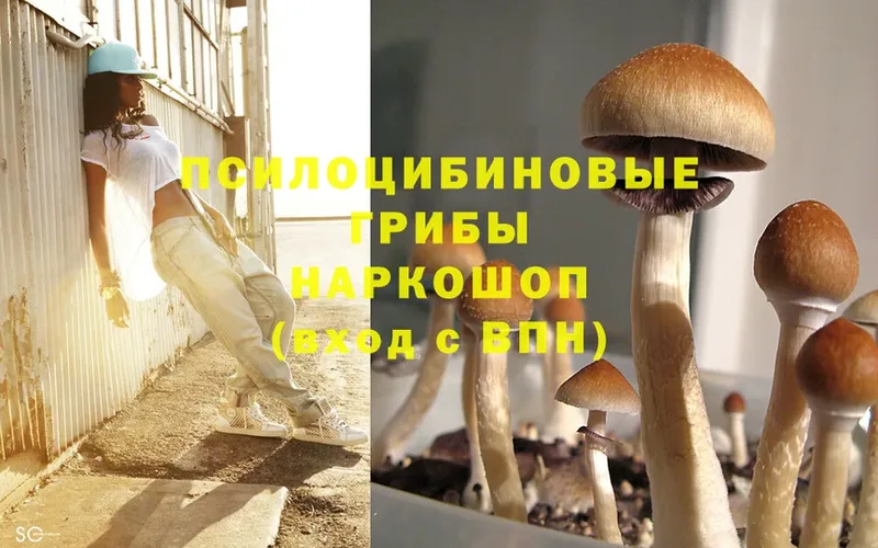 Псилоцибиновые грибы Psilocybine cubensis  Люберцы 